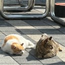 이상하게싱숭생숭