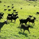 하늘마루염소목장 이미지