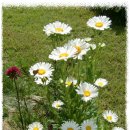 에키네시아&흰과꽃 이미지