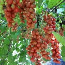 자향농장 이미지