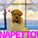 토이켄넬 이미지