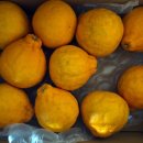 내산농장 | 지장샘 농장 한라봉 2kg 내돈 내산 후기 입니다.