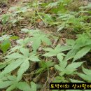 포천한탄강하늘다리 이미지