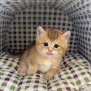 천안고양이 분양 퍼스트캣 본점 이미지