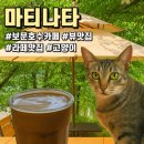 마티나타 | 경주 보문호수 카페 마티나타｜호수뷰 크림라떼와 귀여운 고양이