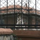 고양이 주택 이미지