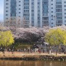 온천천시민공원 동백 이미지