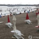 돌코롬양과