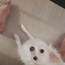 방범용CCTV-A1 이미지