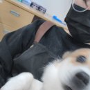 고양이 분양 달타냥 | 청주시 반려동물 보호센터 봉사 후기 /봉사 신청 방법/ 청주시보호소 / 청주시유기견유기묘보호소...
