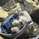 지에스25태안마검포점 | [바다 드림 캠핑장] 태안 마검포해수욕장 애견 동반 캠핑장 방갈로 1번 후기