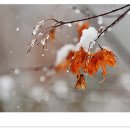 만두사랑 이미지