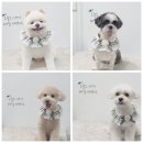 원 반려동물 미용실 이미지