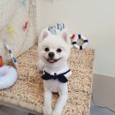 똑똑독 펫살롱 이미지