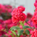 장미유치원 이미지