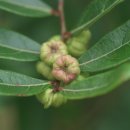 만두나무 이미지