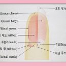 EDGE네일 이미지
