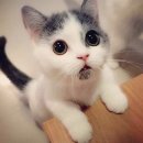 냥이조아 이미지