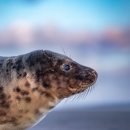 프리지아 B 이미지