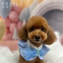 몽몽스타 이미지