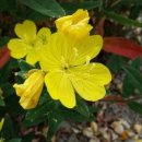 국화다방 이미지