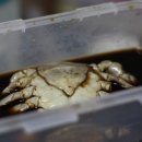 밥도둑간장게장 이미지