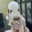 DOG 깨비 이미지