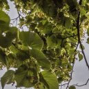 화성한의원 이미지