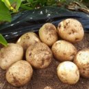 알뜰농장 이미지