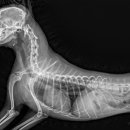 미사서울동물병원 이미지