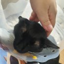 한샘동물병원 | 울집 막둥이 네로 고양이 결막염 완치 일지(청주 한샘동물병원 후기)
