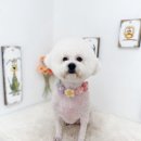 쿨독펫샵 이미지