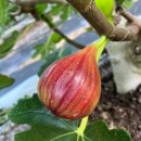 영암과일클러스터입니다. 과일클러스터 베스트과일 영암무화과...신비의 과일 영암무화과 국회에서도 주렁주렁 열렸습니다 이미지