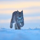 주주(ZOO ZOO) | 닉과 주디의 뚜렷해진 사랑, 주토피아2 고양이종류 OST 엔딩크레딧음악 쿠키영상1개