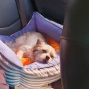 통영장사도펜션 | 통영 장사도펜션 후기 겸 여행일기