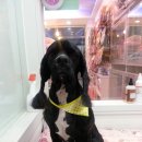 늘안아줄개 이미지