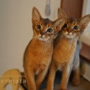 캐터리 페르마타 이미지