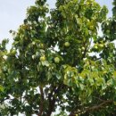 덕이농장 이미지