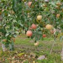 유나네농원 이미지