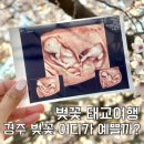 조산공원길 | [벚꽃 태교여행] 경주 벚꽃 명소 BEST 4 : 보문호, 대릉원, 첨성대, 불국사 벚꽃 포토존🌸