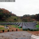멧돼지 태양광발전소 이미지