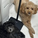 디디그루밍 이미지