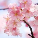 사쿠라(桜 / さくら/ サクラ)관광~ 이미지