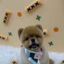 하이!털찌니들 이미지