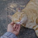 반려동물 간식 이미지