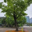 5월20일(화) 일산 호수공원 장미꽃, 둘레길 여행공지 이미지