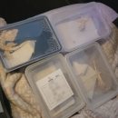 오퍼스 | 렙팡 파충류 전문 배송업체 이용후기 / 오퍼스엑조틱 입양 후기