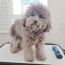 서현애견미용실 이미지