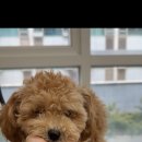 발렌티몽 이미지