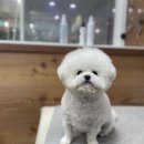 더사랑할개 이미지